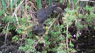 Young Moorhens climbing on stems