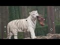 வெள்ளை புலிகள் பற்றிய உண்மைகள் fact about white tiger wow fact தமிழ்.