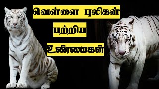 வெள்ளை புலிகள் பற்றிய உண்மைகள்//Fact About White Tiger//wow fact தமிழ்.