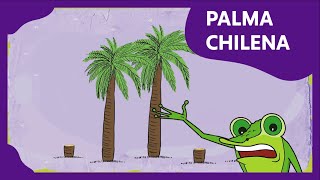 Palma Chilena | Planeta Darwin | Ciencias naturales