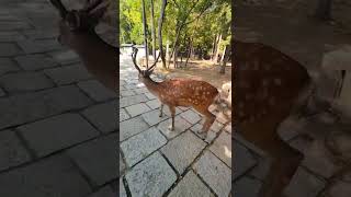 ぶっちゃんの弟くん　　交通事故で負傷😭　三本足に..　　奈良公園の鹿さん