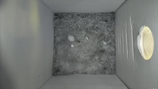 Nestbox 20190720/19:00 - 203 frames with movement