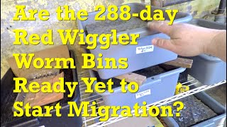 Continue foraging or start migration in the 288-day worm bins? - vermicompost