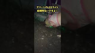 パグ犬と夜の散歩にはLEDライトがオススメ！意外と明るいので、夜道でも歩行者が気づいてくれます！#4