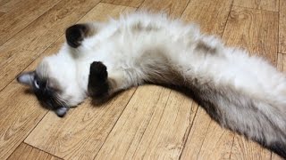 cat charm)샴고양이 애교는 이렇게 부리지말입니다!