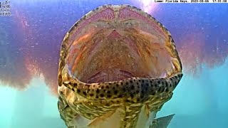 Do Groupers have teeth? See for yourself!