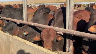 Feedlot at Hurwitz Farming