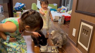 誕生日をみんなで祝う猫　ノルウェージャンフォレストキャット　A cat who celebrates his birthday with everyone. Norwegian Forest Cat.