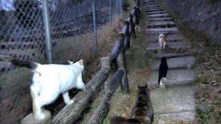 山道を独り寂しく歩いてたら猫がうじゃうじゃついて来た🏃