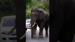 หล่อสู้พี่งาทองไม่ได้หรอก.. แต่หัวใจหล่อไม่ต่างกัน พลายเบี่ยงเล็ก#เขาใหญ่ #elephant #nature #news