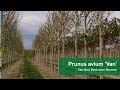 Prunus avium 'Van'  - Van den Berk over Bomen