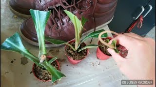 Propagation Nepenthes Stem Cutting 猪笼草扦插