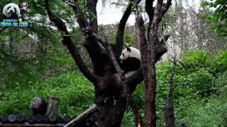 20170527 下雨了!圓仔爬到制高點觀測氣象 The Giant Panda Yuan Zai