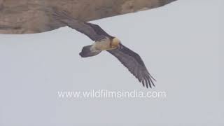 How majestic bearded vulture hunts in snowy Spiti Valley | Aerial predator in action