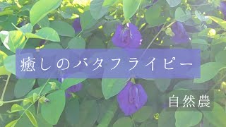 自然農/種から育てたバタフライピー・大きく森のようになる/癒しの青いティー