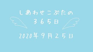 株式会社SCRIT「しあわせこぶたの３６５日」９/２５