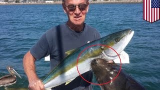 Sea lion attack: Hungry sea lion pulls fisherman underwater, almost kills him - TomoNews