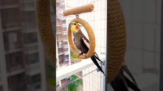 Melodic Chirps: Adorable Cockatiel's Sweet Singing Moments | #cockatielscraze