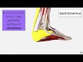 gastrocnemius anatomy doctor explains anatomy of gastrocnemius muscle