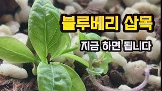 3월말 4월초 블루베리삽목 지금하면 성공률이 높습니다