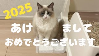 初っ端やらかした猫の新年のご挨拶