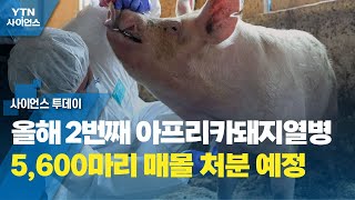 강원 양구서 올해 2번째 아프리카돼지열병...5,600마리 매몰 처분 예정 / YTN 사이언스