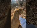 カピバラを撫でてみた shorts animals capybara 夏休み