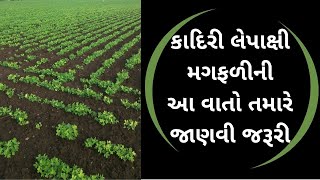 કાદિરી લેપાક્ષી મગફળીની અધિકૃત માહિતી | બિયારણ | Kadiri Lepakshi Magfadi | Seeds | Agriscience