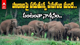 Elephants Creates Ruckus in Pulicherla |  పంట పొలాలపై పడుతున్న ఏనుగుల మంద | ABP Desam