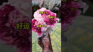 超罕见！南普陀寺现“品字莲”。三花聚顶，愿见者好运，心想事成！#品字莲 #好运 #热门