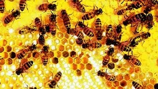 Beekeeping: why we love keeping bees