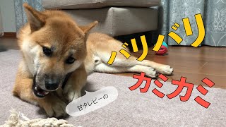 牛皮ガムを噛む甘えん坊の柴犬をじっくり観察してみた