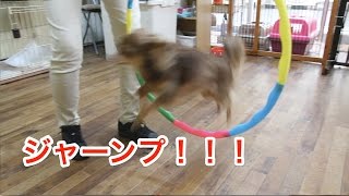 輪くぐりジャンプ！〜犬のしつけは大阪のsmart-dog〜