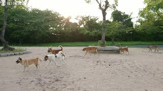 墓地や隣接の公園に野犬の群れ、どうしたら……