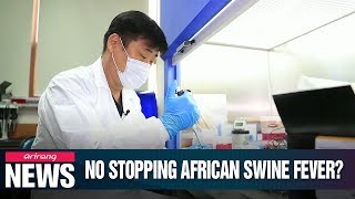 Researchers face difficulties producing vaccine for African Swine Fever