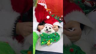 Nico:Spend Christmas with me!#nico #smartnico #cute #funny #christmas