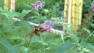 Hawk Moth