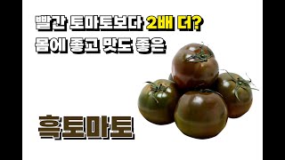 빠알간 토마토보다 2배 더 좋다는 흑토마토!