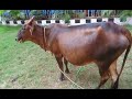 kasaragod dwarf cattle everything you need to know