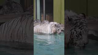 入浴しながら水を飲む効率的なグランパ #伊豆アニマルキングダム #ホワイトタイガー #whitetiger