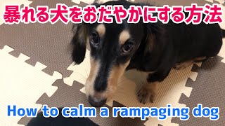 暴れる子犬をおだやかにする方法！ ミニチュアダックスフンド！