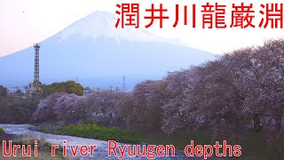 静岡、潤井川龍巌淵４月4k映像 静岡県富士宮市