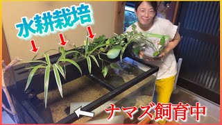 ナマズ水槽の上部フィルターで観葉植物の育成に挑戦したら‥【アクアリウムと園芸のコラボ！】