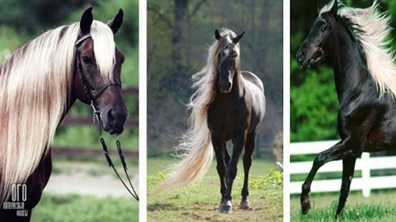 20 Most Expensive Horse Breeds In The World - YouTube