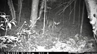 Big Woods Scouting- NH (HUGE Buck On Camera)