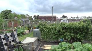 Julie's Allotment - Loganberry Update - 20th May 2015