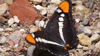 Nature beauty (प्रकृति सौंदर्य)