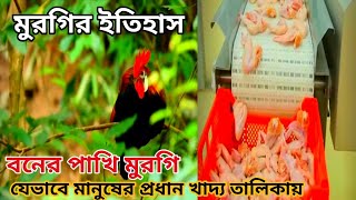 বনের পাখি মুরগি। যেভাবে গৃহপালিত পশুতে পরিণত হলো।ও মানুষের প্রধান খাদ্য হয়ে উঠলো/History of chicken