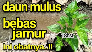 racikan obat untuk cabai agar daun tetap mulus bebas jamur || terbukti ampuh!!