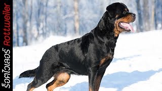 รู้จักสุนัขพันธุ์ ร็อตไวเลอร์ (Rottweiler) สุนัขดำดุดัน !! | Perkak Eiei